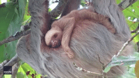 Baby Sloth Clings To Mother
