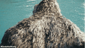Godzilla Kong GIF by Warner Bros. Pictures