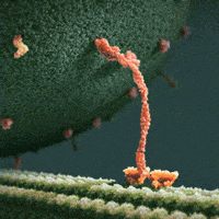part creates GIF