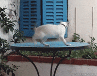 cat GIF
