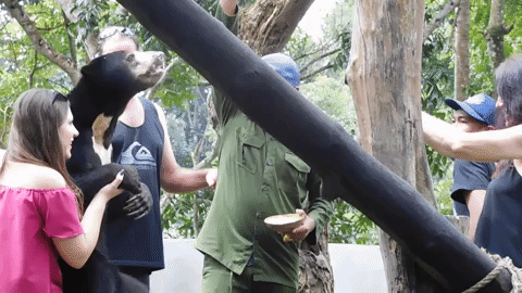 sun bear indonesia GIF