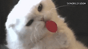 Cat Lollipop GIF
