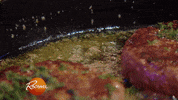 french fries burger GIF by Rachael Ray Show
