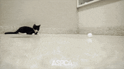 Play Running GIF by ASPCA