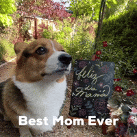 Dog Corgi GIF