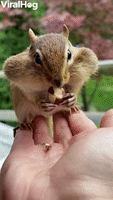 Backyard Chipmunk Eats from the Hand