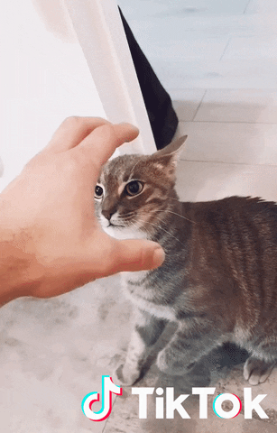 Chat GIF by TikTok France