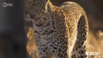 Season 2 Love GIF by PBS