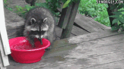 hands raccoon GIF