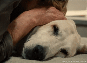 marley and me GIF by 20th Century Fox Home Entertainment