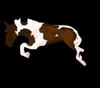 DatWolf27 jelly hoopla breyerfest2025 GIF