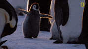 nat geo hostile planet GIF by National Geographic Channel