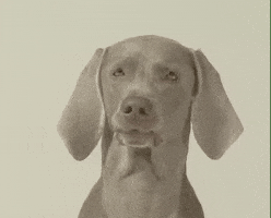 William Wegman Dog GIF by Jason Clarke