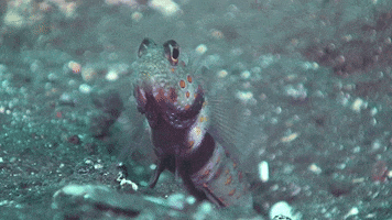 WeAreWater eat ocean goby yammi GIF