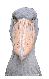 brookzhookz shoebill brookzhookz whale-headed stork Sticker