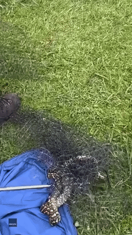 Australian Snake Catcher Frees 'Poor Little Python' From 'Painful' Garden Netting