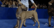 national dog show 2018 GIF by NBC