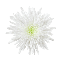 madibanl flower madiba Sticker