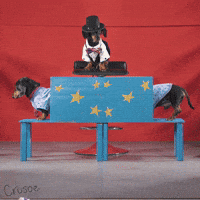 Magic Dachshund GIF by Crusoe