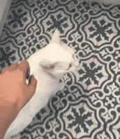 Bonk GIF