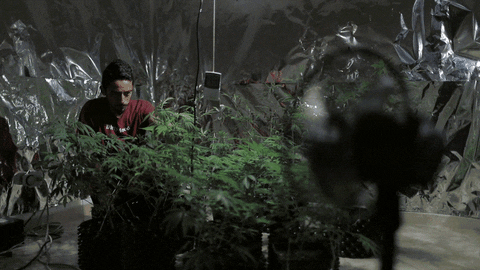 Bacanika giphyupload weed 420 marihuana GIF
