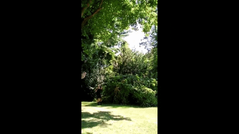 issamfeisty giphyupload GIF