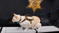 New Mexico Sheriff Announces 'Feline Division'