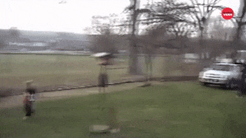 Dog GIF by BuzzFeed