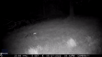 Trailcam Catches Bear Chasing Coyote by Night
