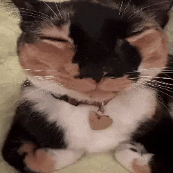 Cat Spin GIF