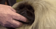 national dog show 2018 GIF by NBC