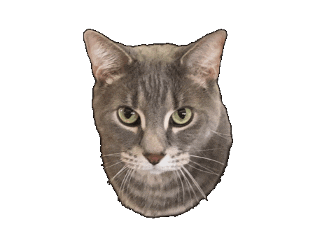 Cat Wagging Sticker by Marcel Katz / The Art Plug