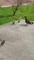 How Many Can You Count? At Least 14 Ducklings Take Over Deserted College Campus in Maine