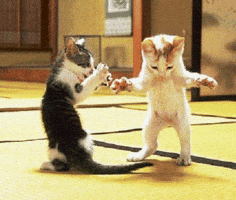Digital art gif. Photo of two kitten standing on their back legs, a stop motion ripple effect that makes them appear to dance.