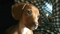 Dachshund Puppy Penny Looks Quizzically at Camera