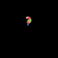 loreandofest lorito GIF