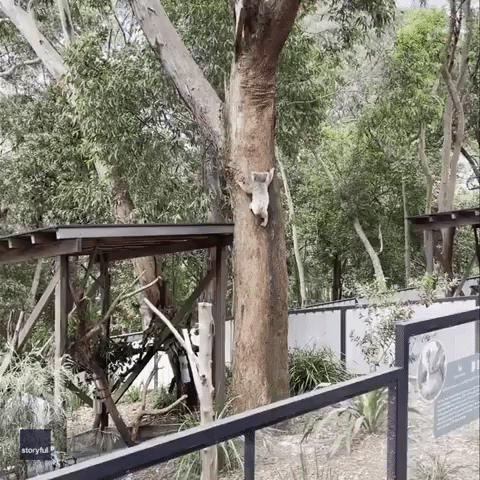 'Completely Blind' Koala Navigates Way Down Tree