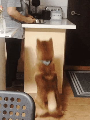 bbomme fire shibainu soba GIF