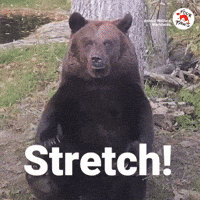 Bear Stretching GIF by FOUR PAWS
