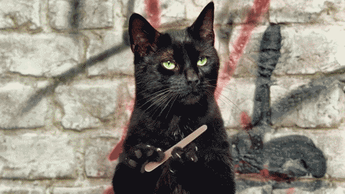 cat sass GIF - Find & Share on GIPHY