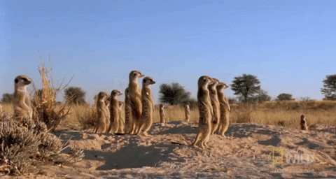 worldâs deadliest GIF by Nat Geo Wild