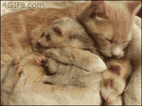 pets make GIF