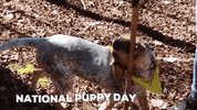 Dog Fetch GIF by JC Property Professionals