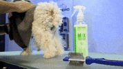 Dogs Stripping GIF by Artero Professional Line