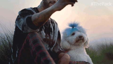 The Pack Dog GIF by Amazon Prime Video