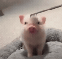Cutelee GIF