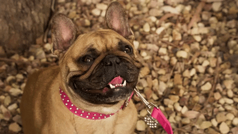 dog smile GIF by Neighbours (Official TV Show account)