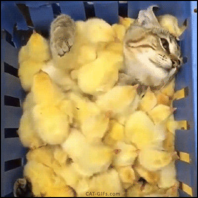 cat chicks GIF