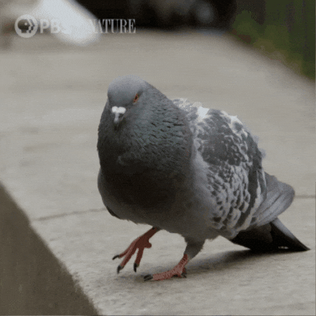 New York City Bird GIF by Nature on PBS