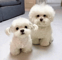 Kyu Letsgocrazy GIF